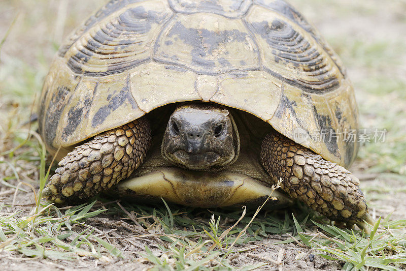 赫尔曼龟(Testudo hermanni)